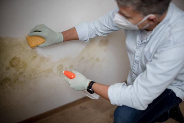 Best Basement Mold Remediation in Roseville, MI