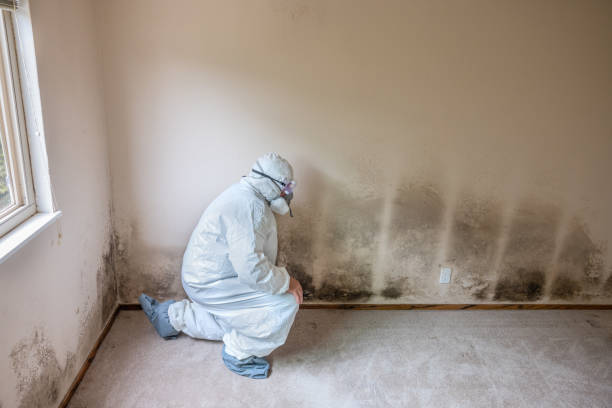 Best HVAC Mold Remediation in Roseville, MI