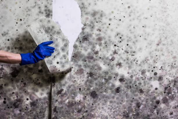 Best Emergency Mold Remediation in Roseville, MI