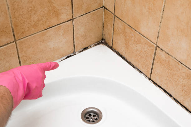 Best Industrial Mold Remediation in Roseville, MI
