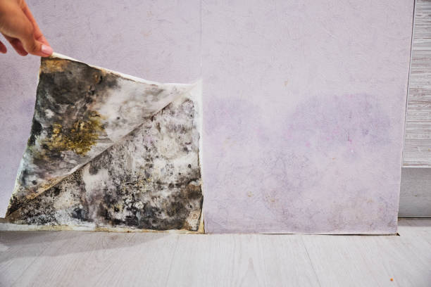Best Commercial Mold Remediation in Roseville, MI